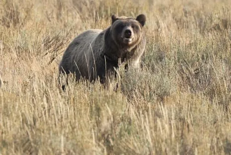 Backpacker Injured by Wild Animal in National Park Flown to Hospital